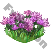 Scottish Thistle Flowerbed
